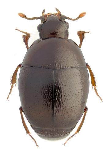 Réf. 332 766 : Acritus analis